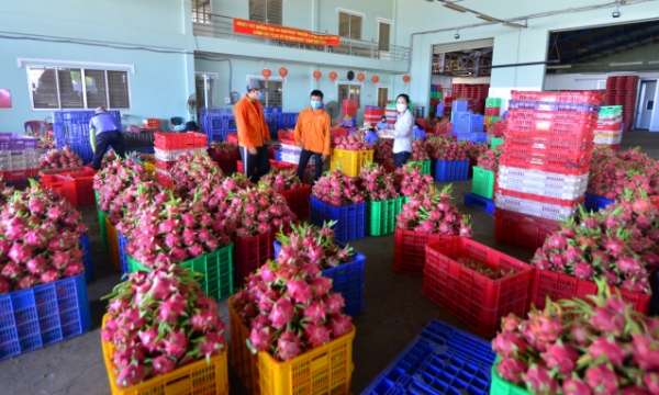 Dragon fruits in short supply as prices climb
