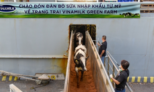 Vinamilk nhập 1.550 bò sữa từ Mỹ về trang trại Green Farm