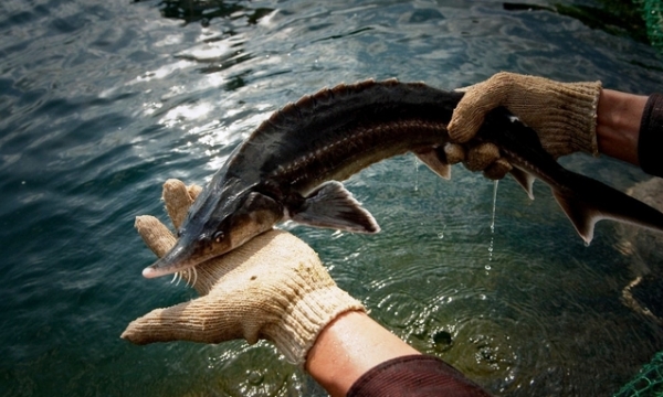 Việt Nam cần khoảng 6 triệu con giống cá nước lạnh mỗi năm