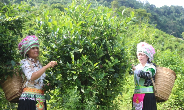 Huyện vùng cao Na Hang mở rộng phát triển nông nghiệp tốt