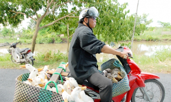 Preventing the smuggling of poultry from Cambodia to Vietnam