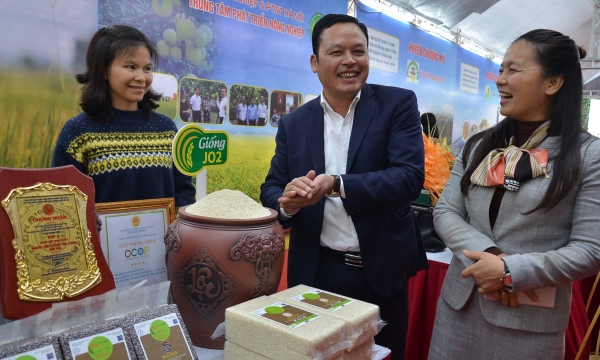 Chuyện hạt gạo xuất khẩu ở HTX Nông nghiệp hữu cơ Đồng Phú