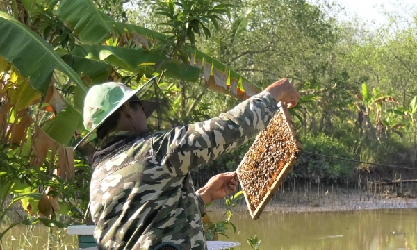 Nuôi ong rừng ngập mặn hiệu quả kinh tế vượt xa nuôi trồng thủy sản