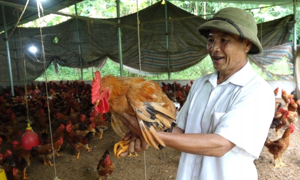 VietGAHP chicken: no antibiotics, 95% survival rate
