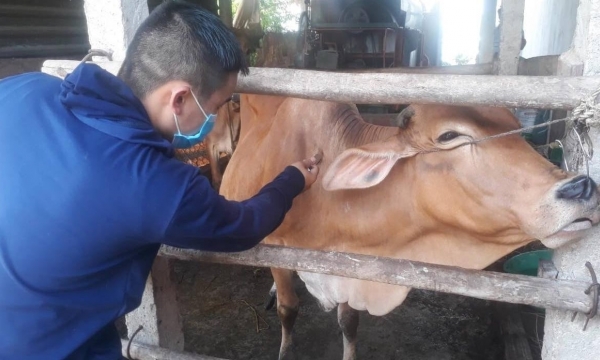 Veterinarians in communes are straining to vaccinate before the rainy season