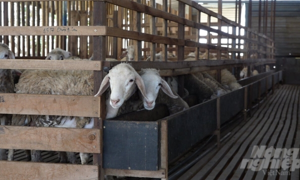 Chăn nuôi dê, cừu Ninh Thuận trước thách thức mới [Bài 3]: Xây dựng chuỗi liên kết