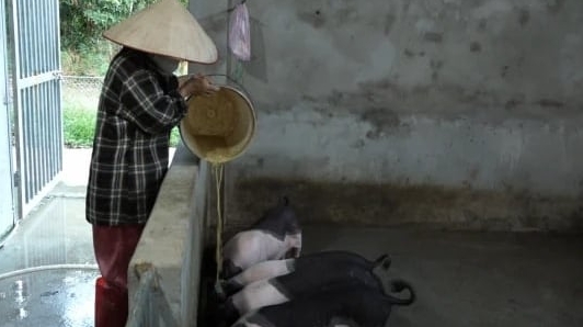 Nấu chín thức ăn dư thừa, phòng dịch bệnh trong chăn nuôi lợn