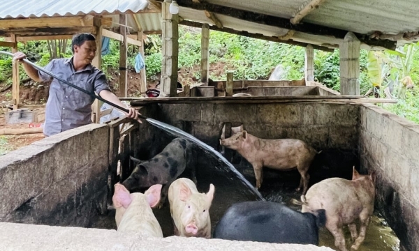 Cao Bằng tiêu hủy 1.700 con lợn nhiễm dịch tả lợn Châu Phi