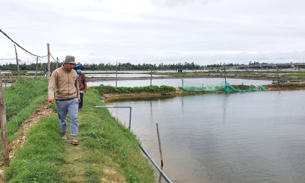 Quảng Nam đề nghị hỗ trợ hóa chất xử lý môi trường nuôi thủy sản