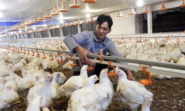High-tech livestock farming supports disease control