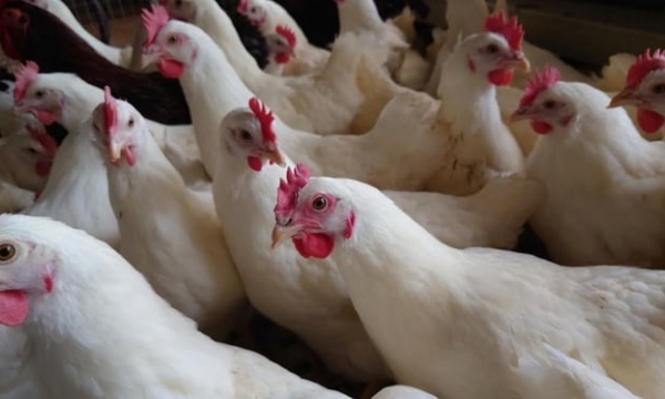 Sản lượng bán hàng của Hòa Phát lần đầu vượt 300 triệu quả trứng