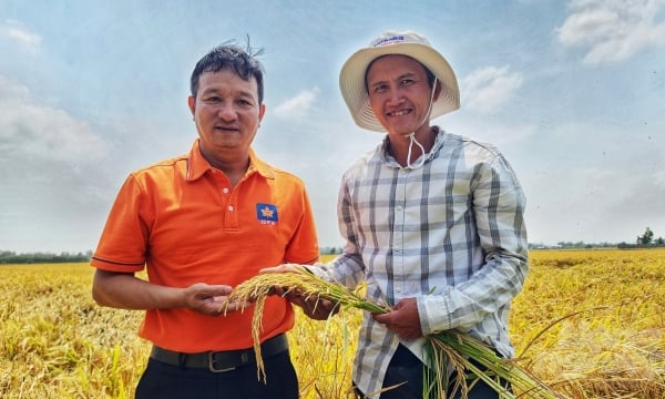 Matsuda Organic tiến gần chuỗi lúa gạo chất lượng cao