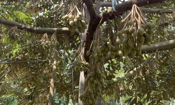 Kỹ thuật xử lý ra hoa, đậu trái sầu riêng ở miền Đông Nam bộ