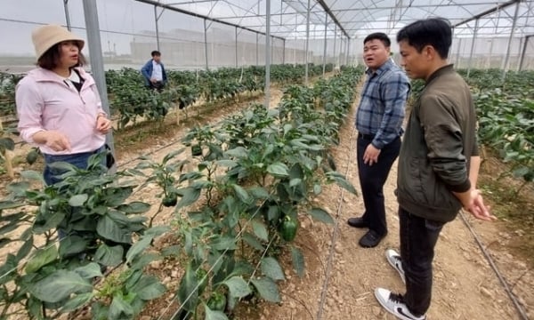 Bắc Ninh có 31 giảng viên TOT-IPHM quản lý sức khỏe cây trồng tổng hợp