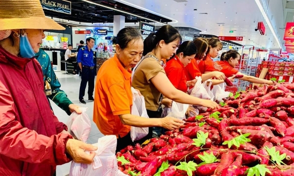 Đồng hành cùng nông dân Gia Lai, bán khoai lang không lợi nhuận 9.900 đồng/kg