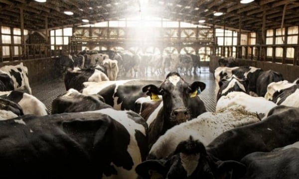 A cow may generate 2 billion data points in its lifetime