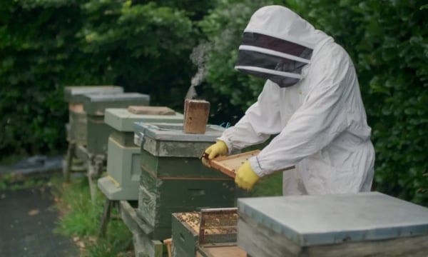Beekeeping is transitioning from paper to digital