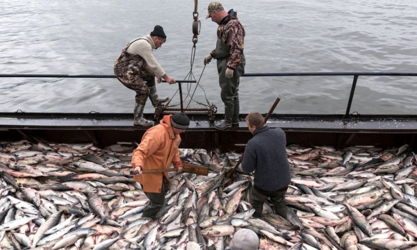 Xuất khẩu thủy hải sản ở vùng Viễn Đông của Nga tăng vọt