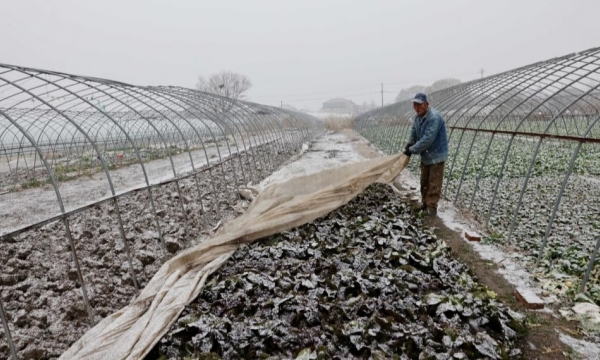 Trung Quốc cảnh báo thời tiết giá rét gây thiệt hại cây trồng vụ xuân