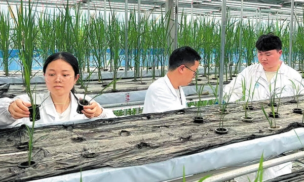Trung Quốc thử nghiệm thành công trồng lúa trong 60 ngày
