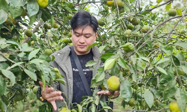 Thương hiệu cam Vinh ngày một lụi tàn