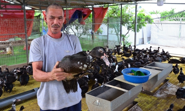 Trang trại chăn nuôi tuần hoàn, khép kín đầu tiên tại Phú Xuyên