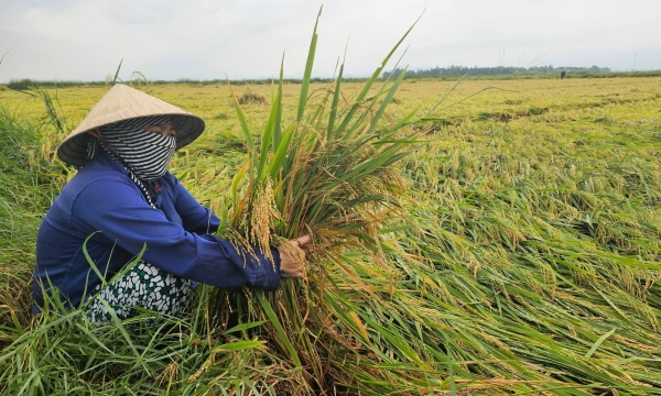 Nhiều diện tích lúa sắp thu hoạch ở Quảng Bình bị đổ rạp do mưa lớn