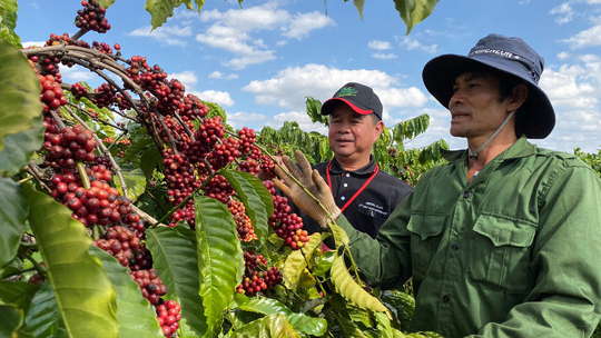 Việt Nam là nguồn cung cà phê lớn nhất cho Malaysia