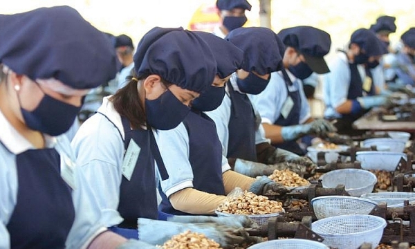 Hiệp hội Điều Việt Nam khuyến nghị doanh nghiệp cảnh giác đơn hàng lớn bất thường