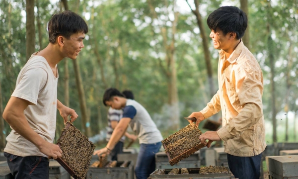Mỹ giảm thuế chống bán phá giá mật ong Việt Nam từ 400% về 58%