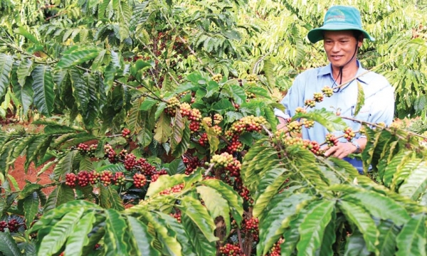 Dự án VnSAT nâng tầm chất lượng, thương hiệu cà phê Việt Nam
