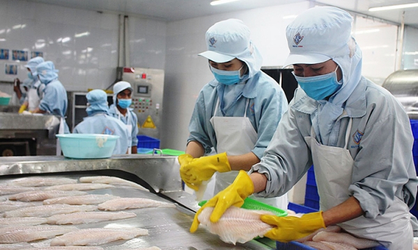 Nhiều quốc gia EU tăng nhập khẩu cá tra Việt Nam