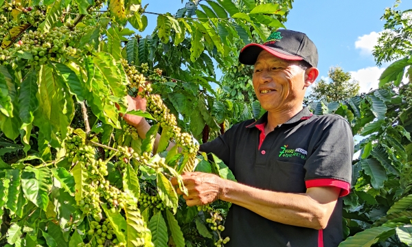 Việt Nam không còn hiện tượng phá rừng trồng cà phê
