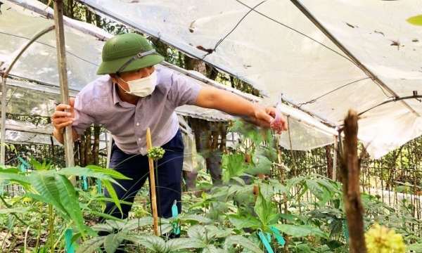 Lai Châu phấn đấu có 10.000ha trồng sâm vào năm 2045