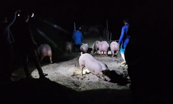Đề nghị Chủ tịch UBND tỉnh Long An ngăn chặn tình trạng nhập lậu lợn vào Việt Nam