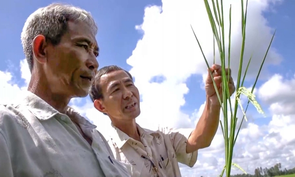 HTX sản xuất lúa hữu cơ thu hàng chục tỷ mỗi năm