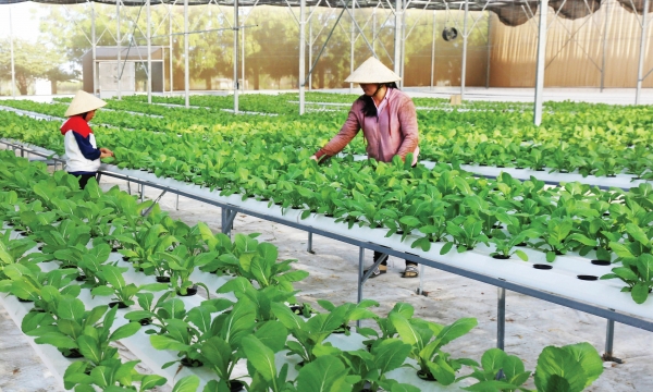 Việt Nam đặt mục tiêu xuất khẩu rau đạt 1 - 1,5 tỷ USD năm 2030