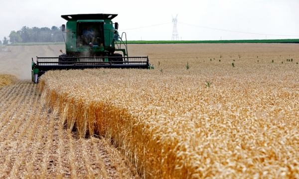 Nga cấm xuất khẩu lúa mì cứng trong 6 tháng