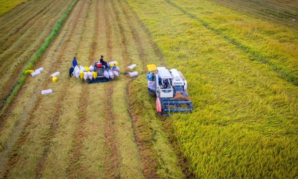Giá lúa neo cao, nông dân ĐBSCL tất bật thu hoạch vụ đông xuân