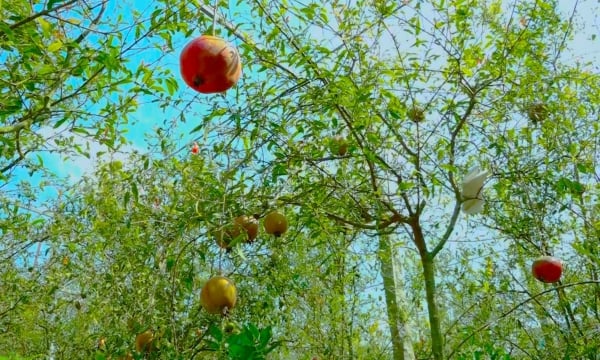 Những cây lựu bonsai trĩu quả bắt mắt ở làng hoa Sa Đéc