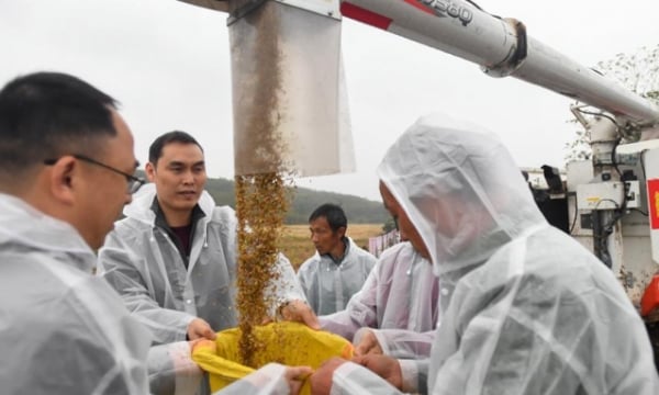 Third-generation hybrid rice achieves high yield.