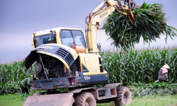 Silage corn gives higher income than grain corn