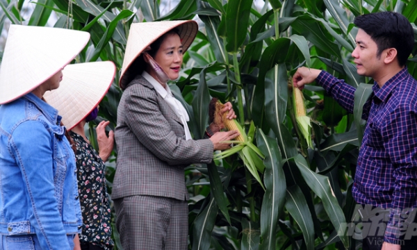 Silage corn profit reaches nearly VND 100 million/ha/year
