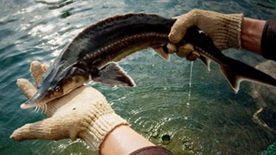 Vietnam ascending to the world’s 10 largest sturgeon producers