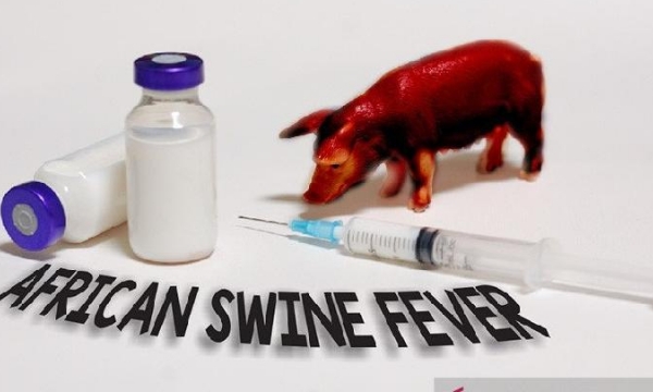 Vietnam to produce domestically African swine fever vaccine in 2021