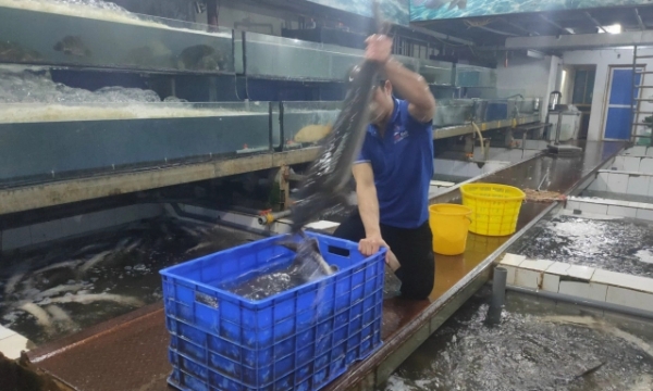 Imported Chinese sturgeons pose challenge to domestic producers