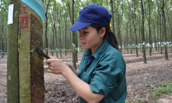 Vietnam rubber increases market share in China