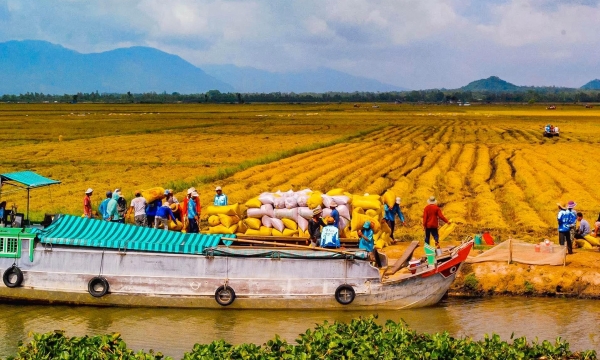 Successful crop with high price for rice and shrimp in Mekong River Delta