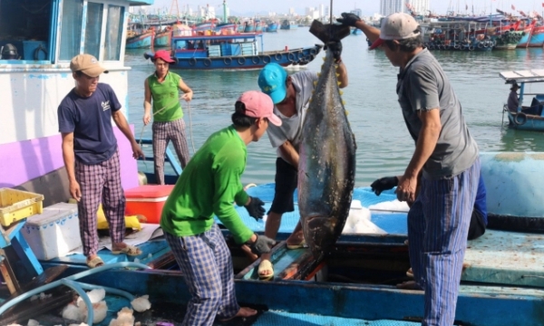 Tuna exports to the US strongly increase