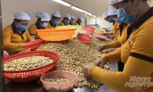 Vietnam’s cashew export volume exceeded 500,000 tonnes in 2020